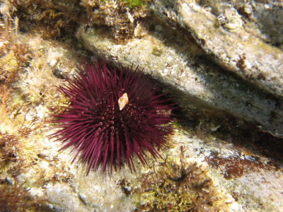 Arbacia lixula e Paracentrotus lividus